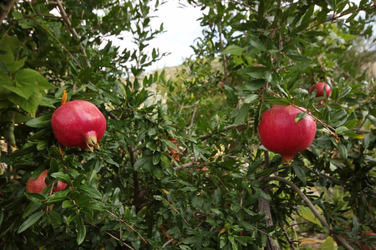 Pomegranate Plantation

