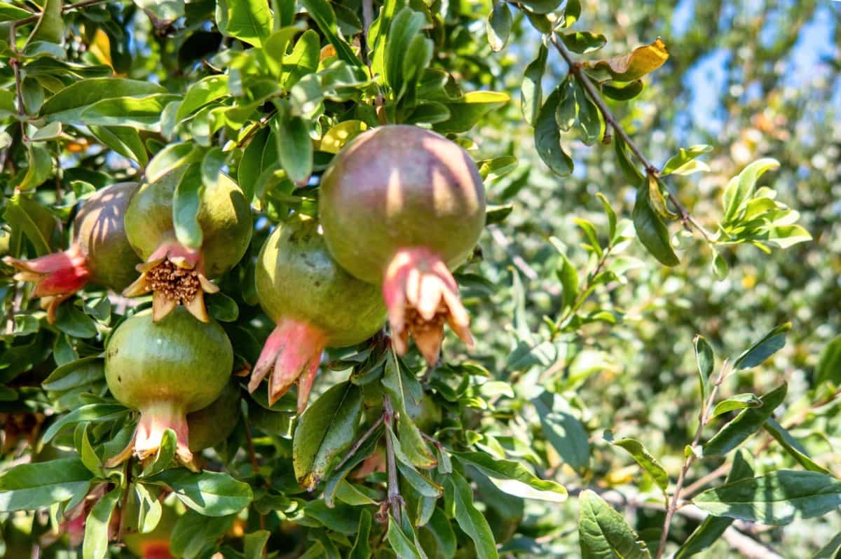 Project Report of 1 Acre Pomegranate Farming4