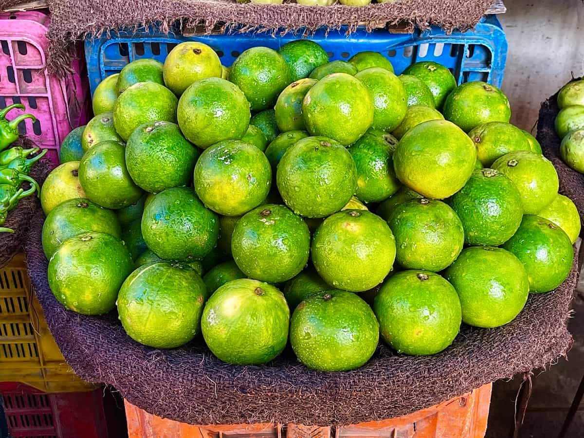 Project Report of 1-Acre Sweet Lemon/Mosambi Farming