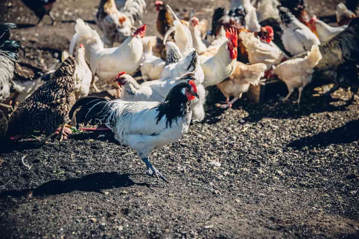 Free Range Chickens Grazing at A Farm