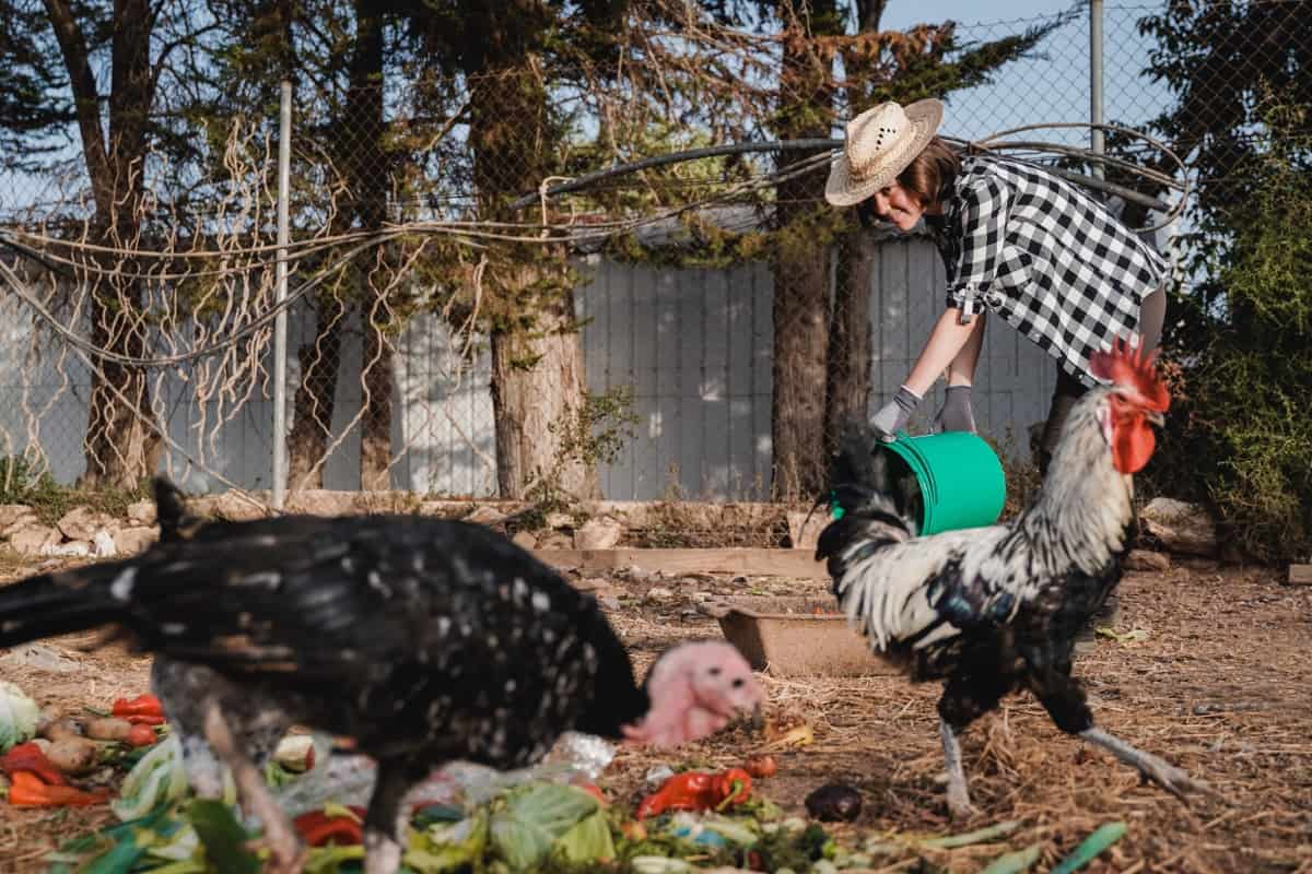 Raising Turkeys and Chickens Together