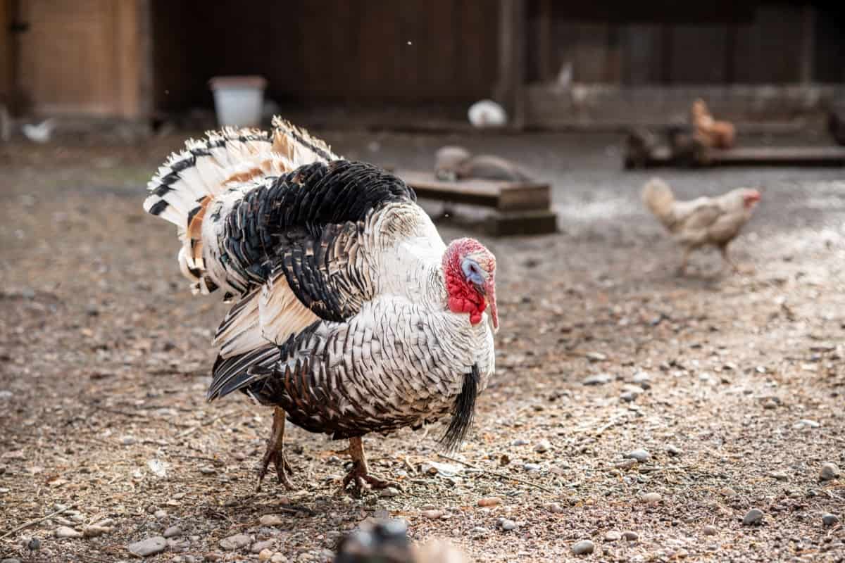 Turkeys Farming