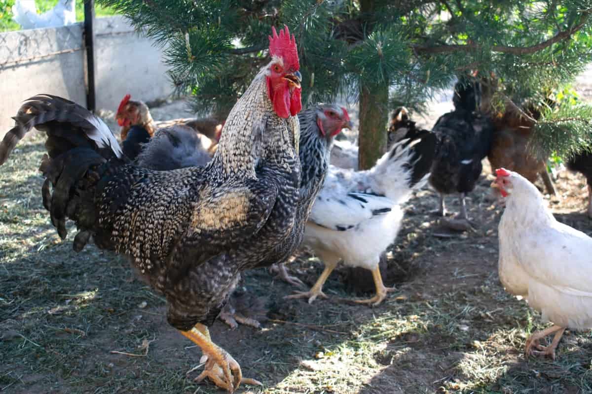 Sonali Chicken Farming