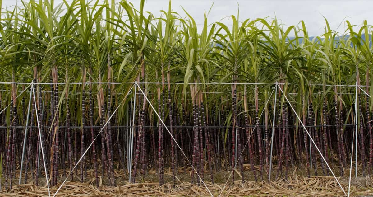 Sugarcane Fertilizer Requirements and Recommendations