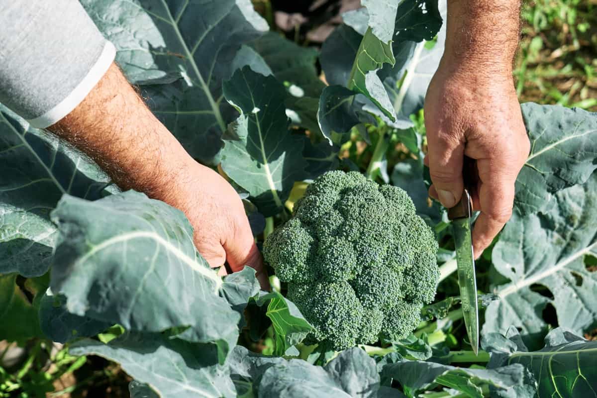 Techniques to Grow Broccoli in Hot Climates