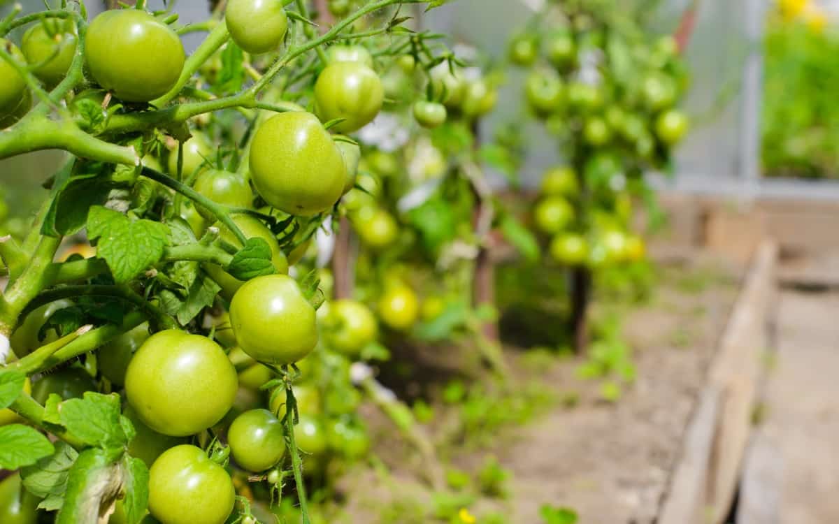 Time to Plant Tomatoes in USDA Hardiness Zones