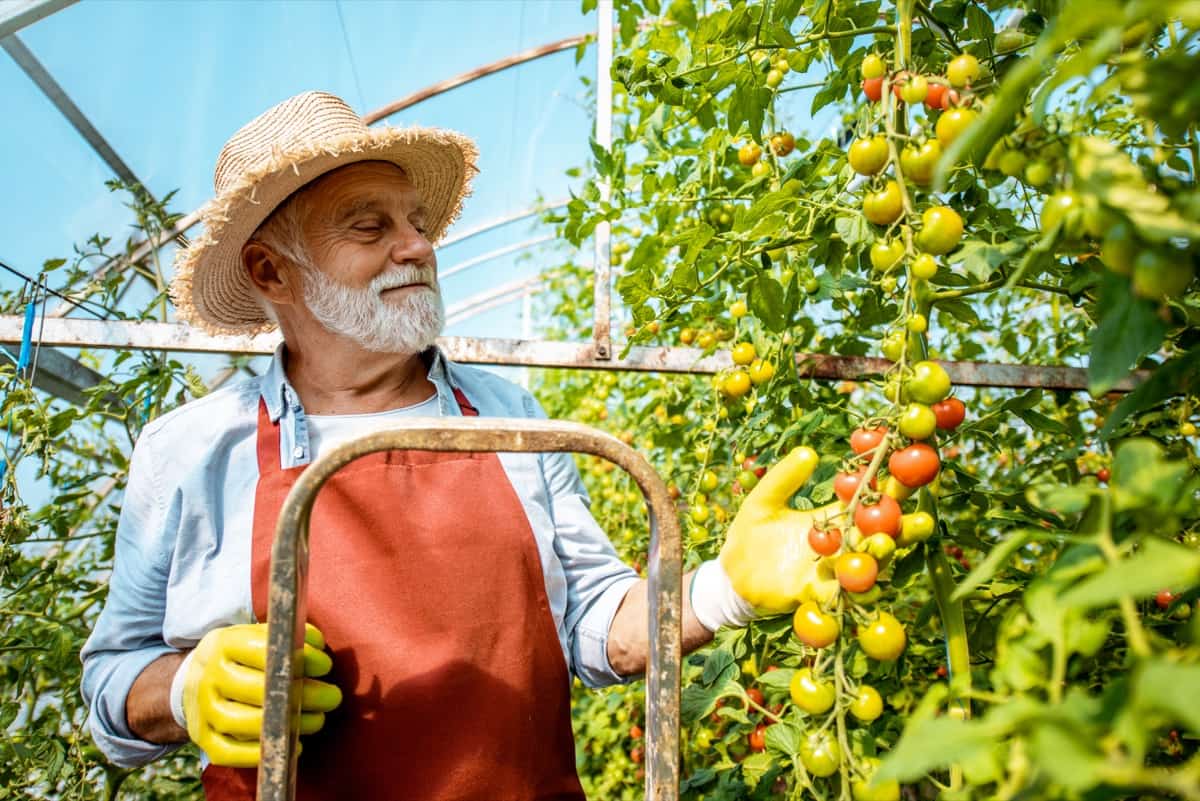 Tomato Gardening in the USA