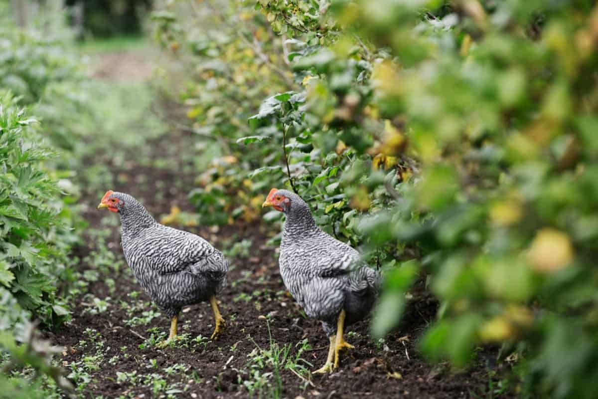 Best Chicken Breeds for Gardens: Sussex Chickens