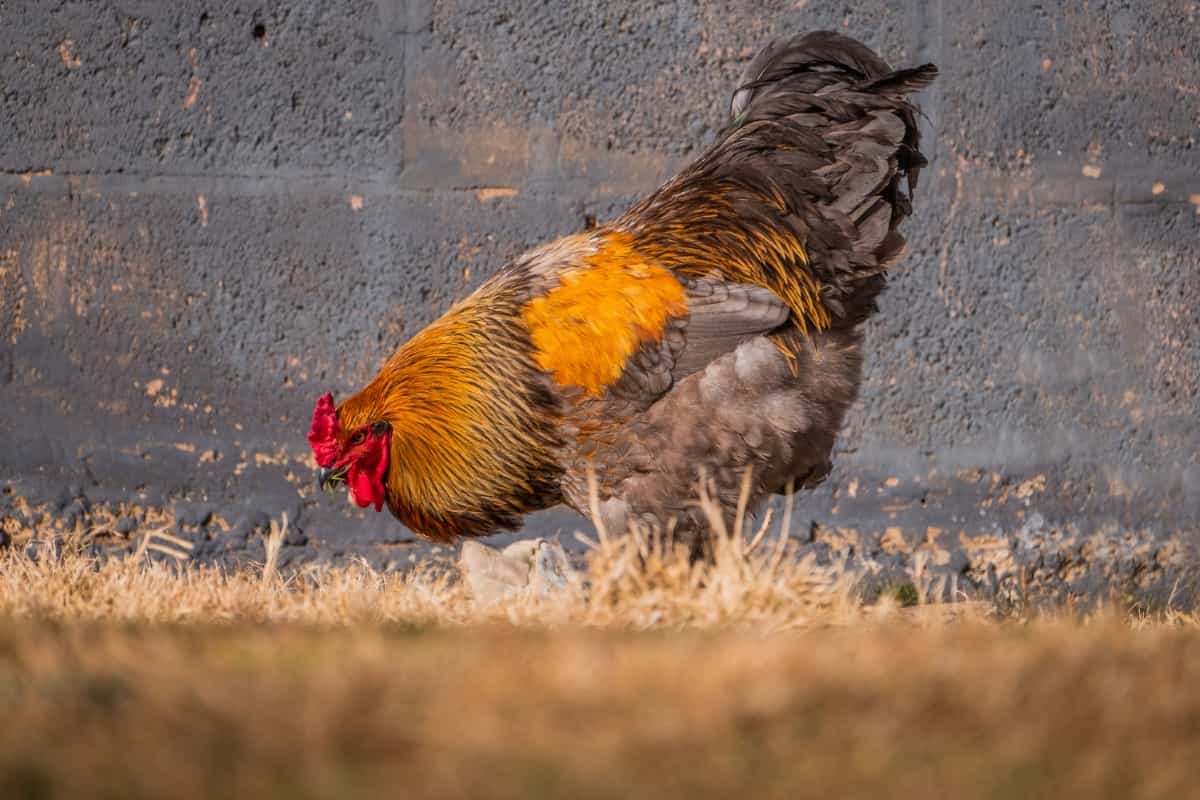 Chicken Breeds for Small Backyards: Brahma