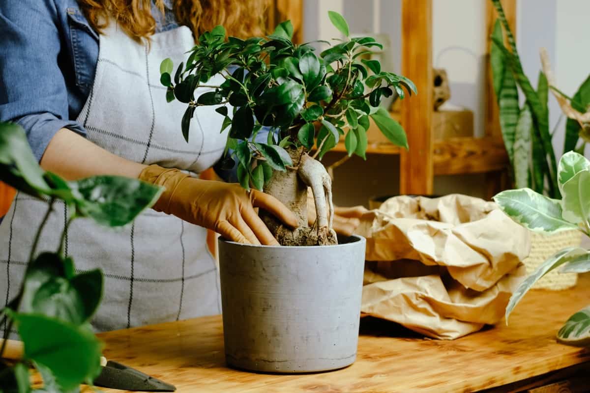 Types and Varieties of Ficus Bonsai