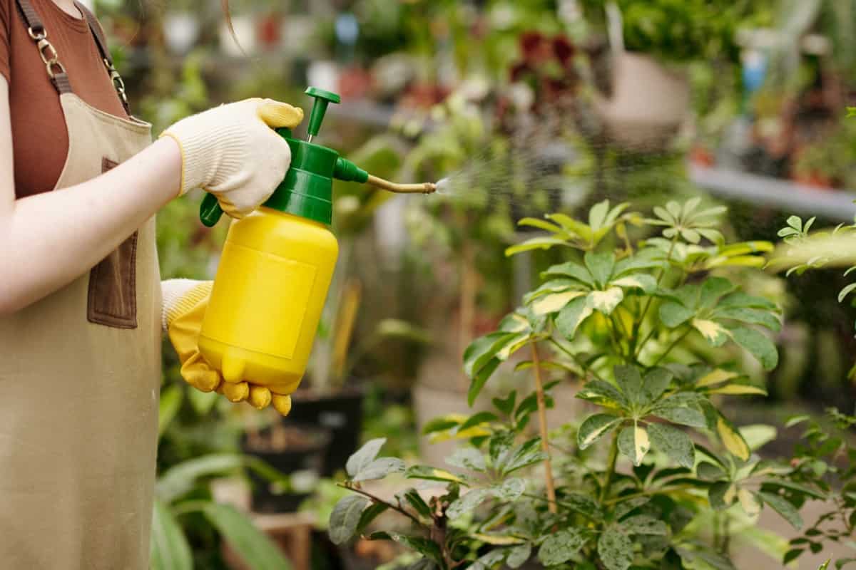 Foliar Spray for Home Garden