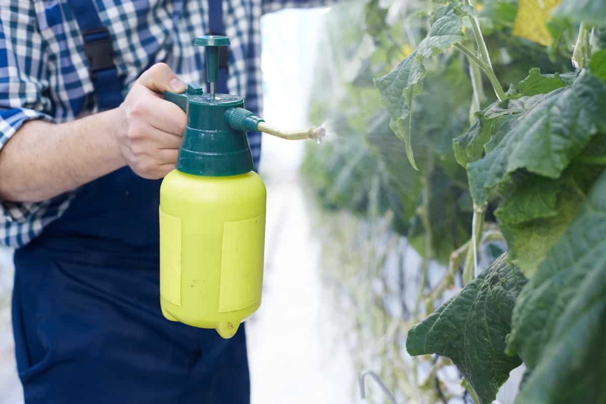Spray Bottle for Garden Plants