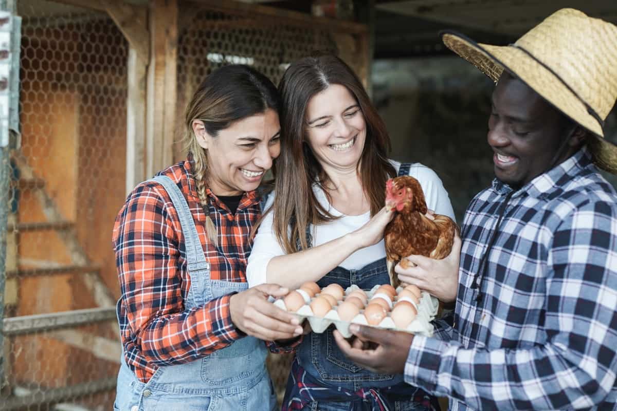 Farmers Holding Chicken 