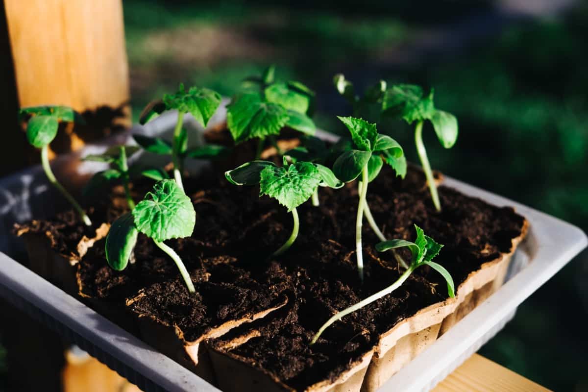 Transplanting Cucumber Seedlings: Best Practices