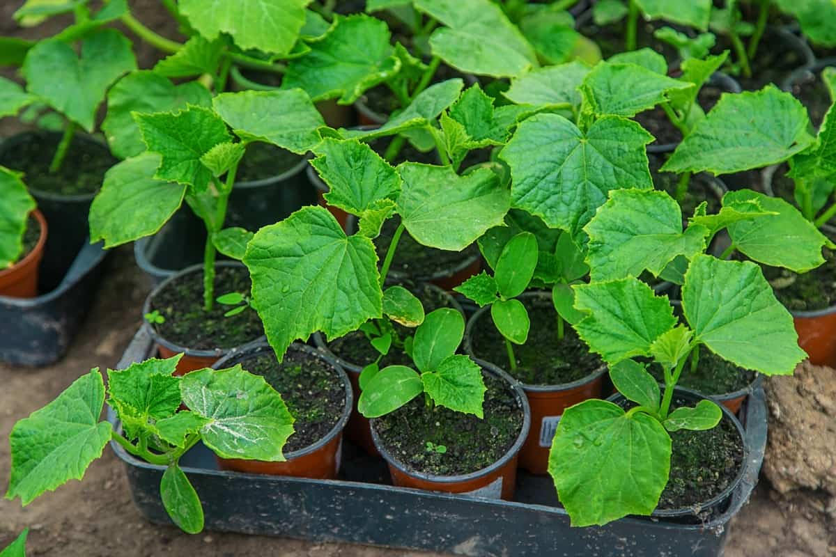 When to Transplant Cucumber Seedlings2