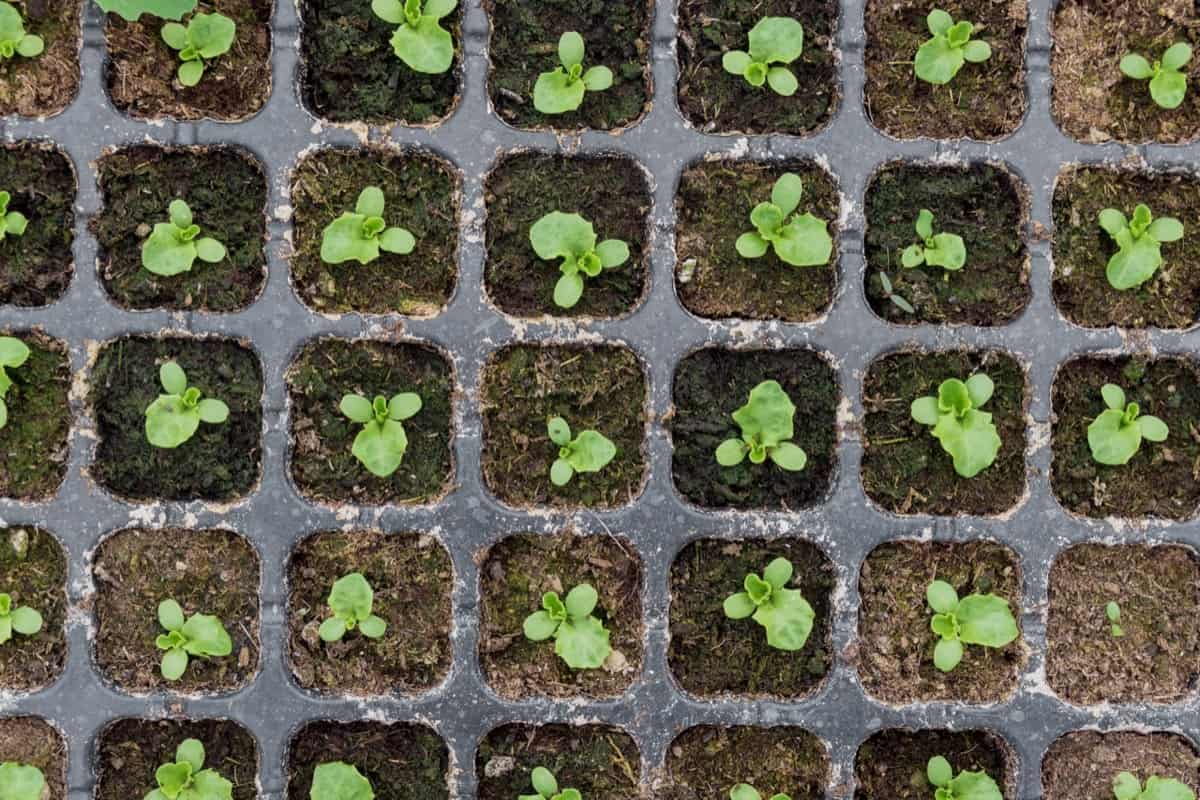 When to Transplant Lettuce Seedlings