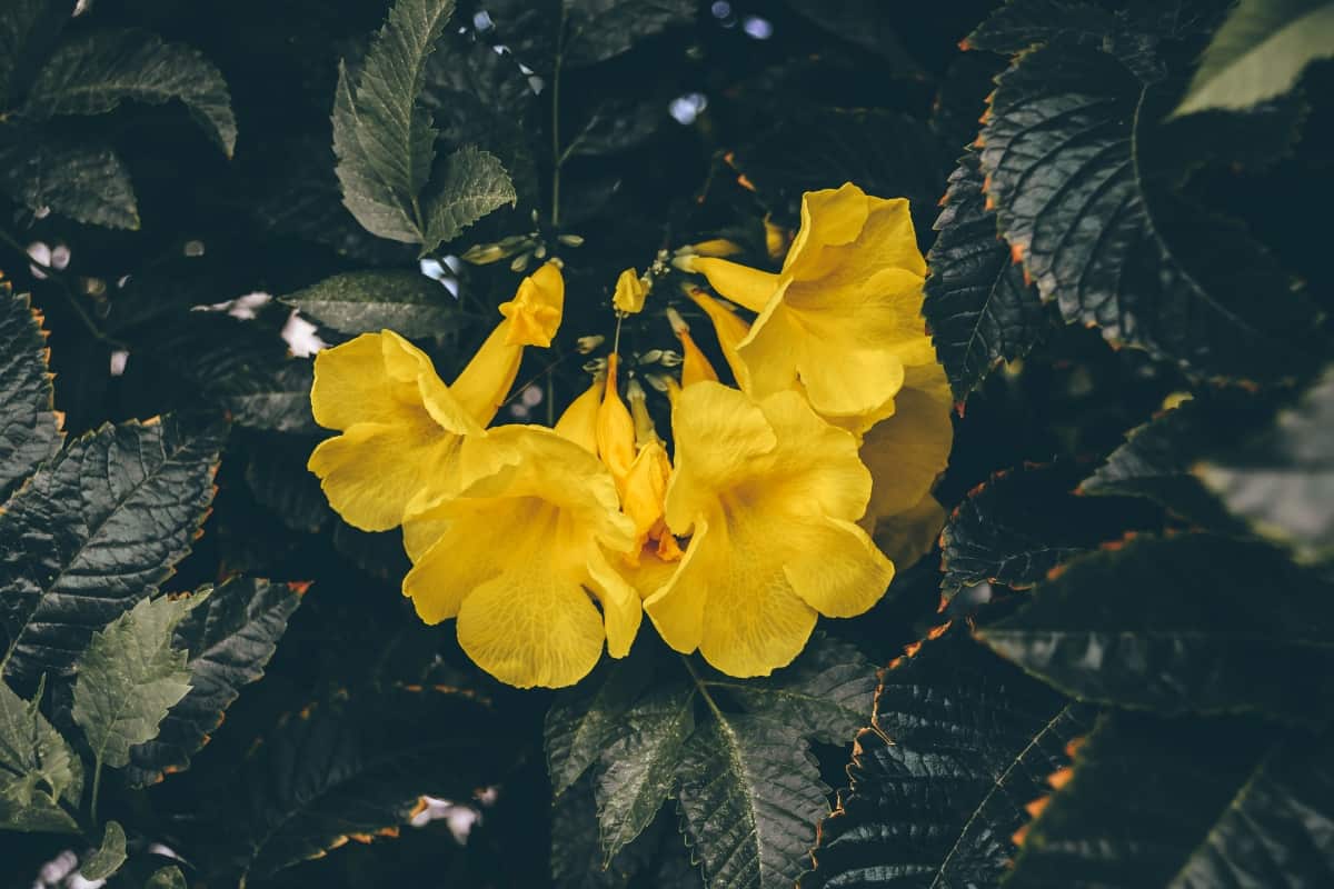 Yellow Flowers of The Trumpet Vine