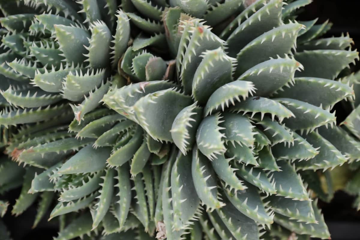 10 Best Large Succulent Plants
