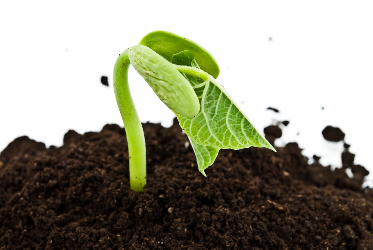 10 Factors Affecting Seed Germination Times