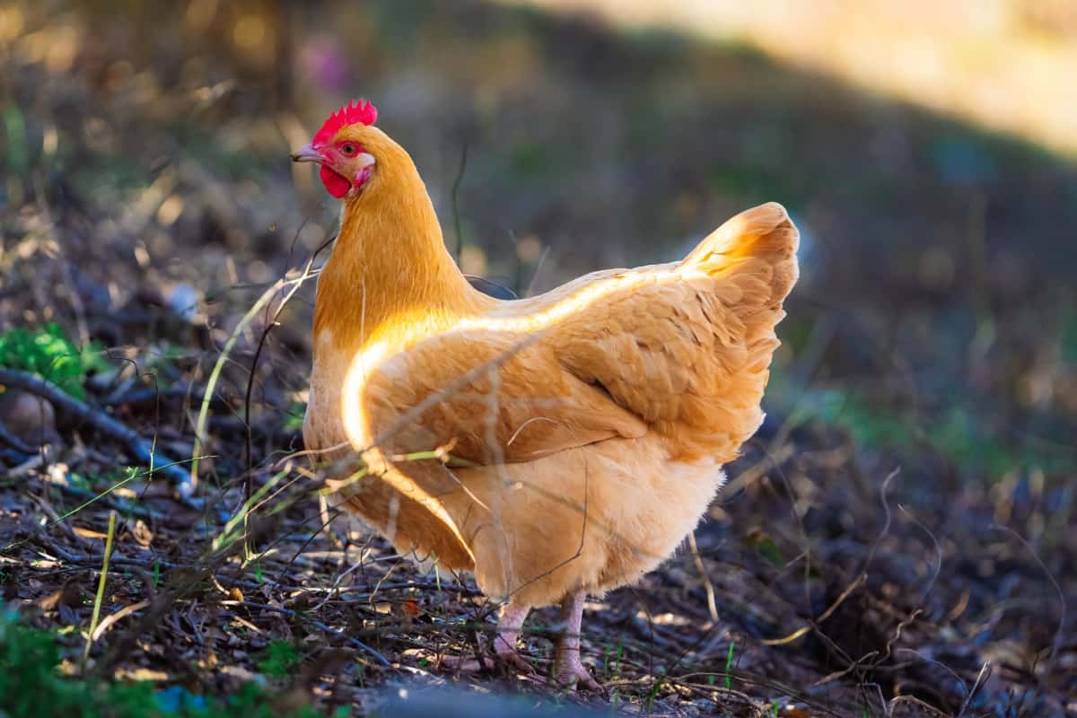 10 Most Docile Chicken Breeds