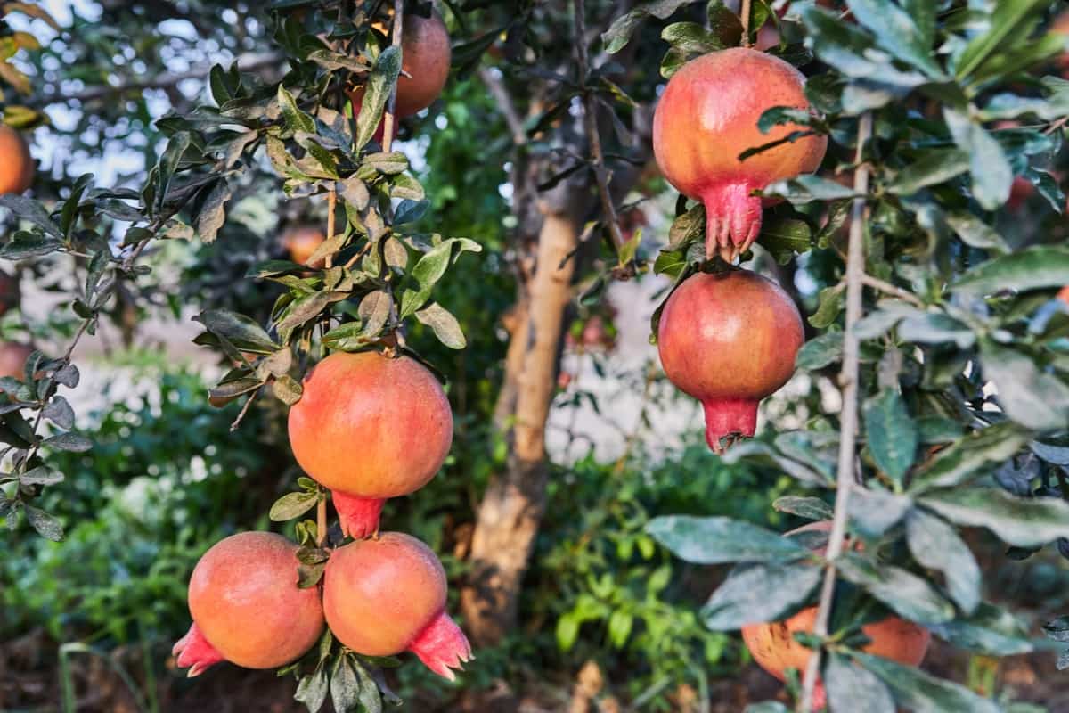 Plantation of Pomegranate Trees