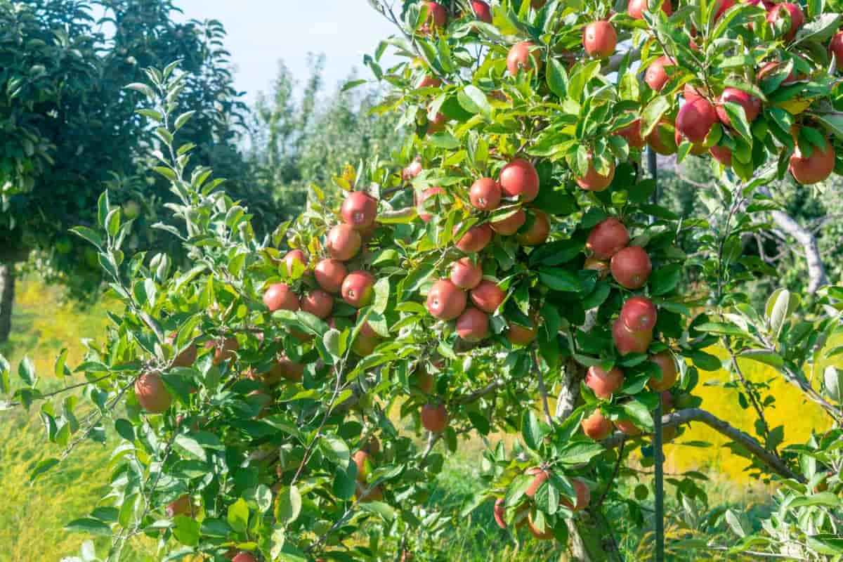 11 Best Fruits to Grow in Michigan Region
