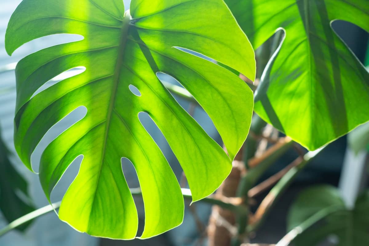 12 Best Big Leaf Indoor Plants
