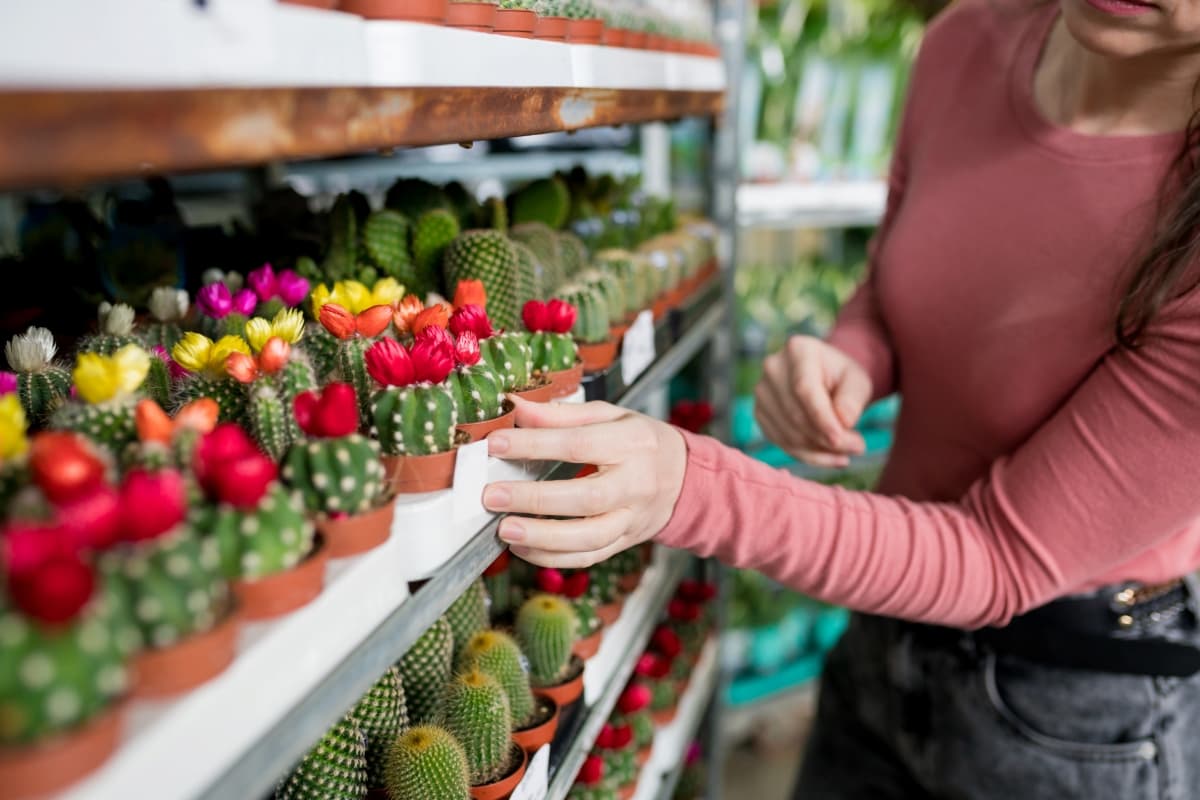 Shopping Cactuses in Plant Nursery