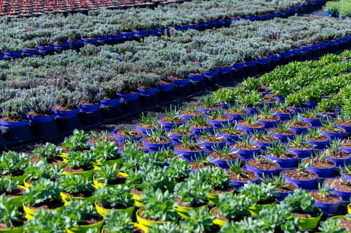 15 Best Plant Nurseries in Amsterdam

