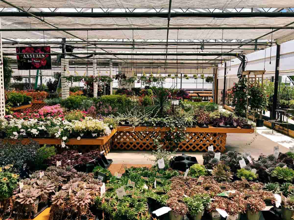 15 Best Plant Nurseries in Phoenix