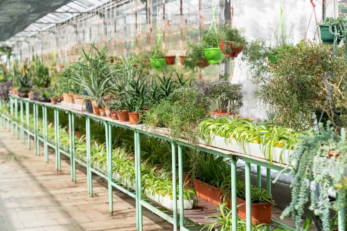 15 Best Plant Nurseries in Sydney