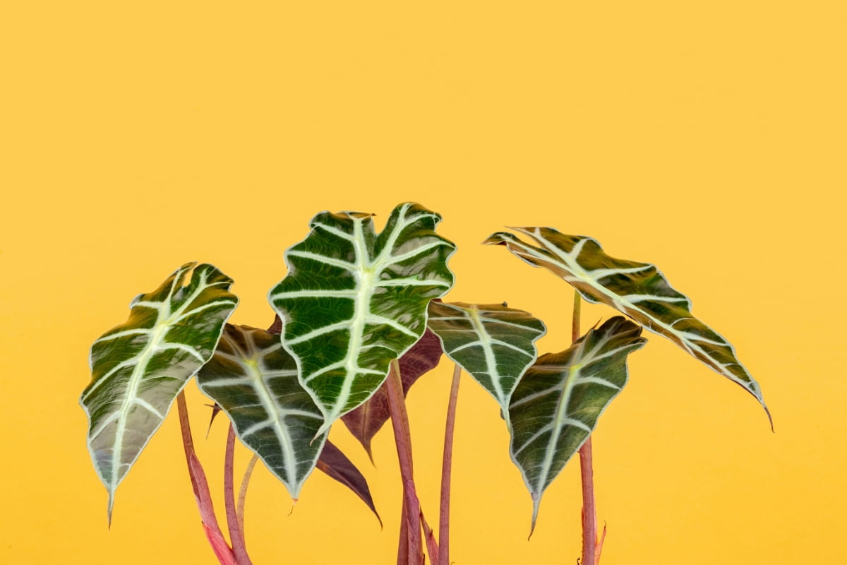Alocasia African Mask plant 