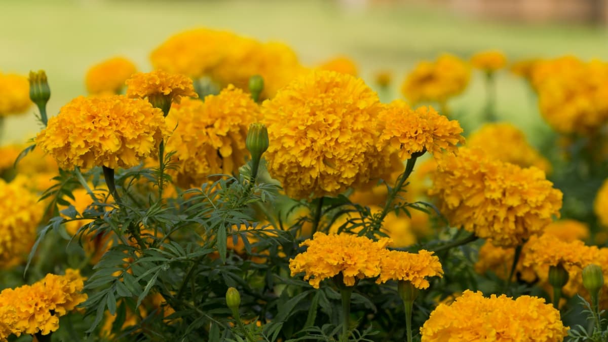 Are Marigolds Perennials or Annuals
