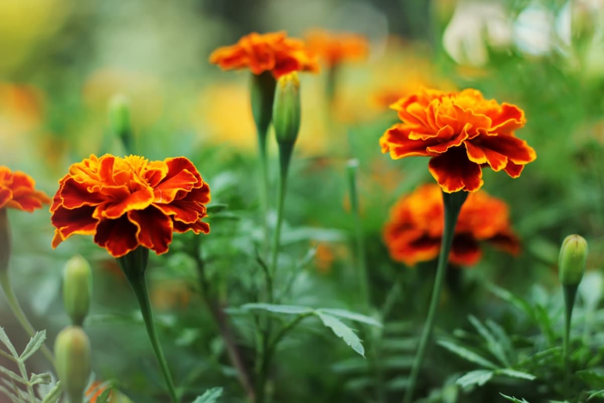 Marigold Flower in The Garden