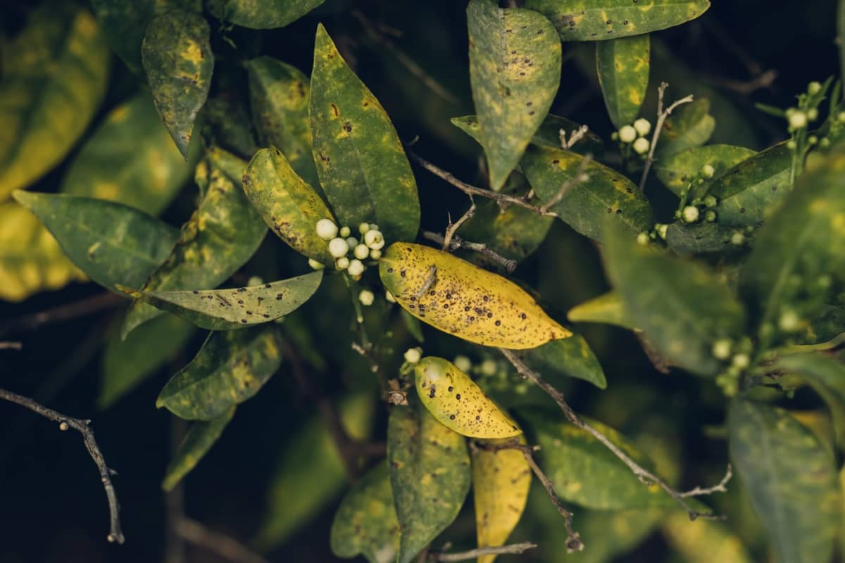 Citrus Tree Affected By Fungus Point Disease