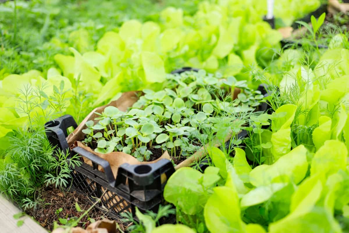 Growing Basil in An Organic Greenhouse 