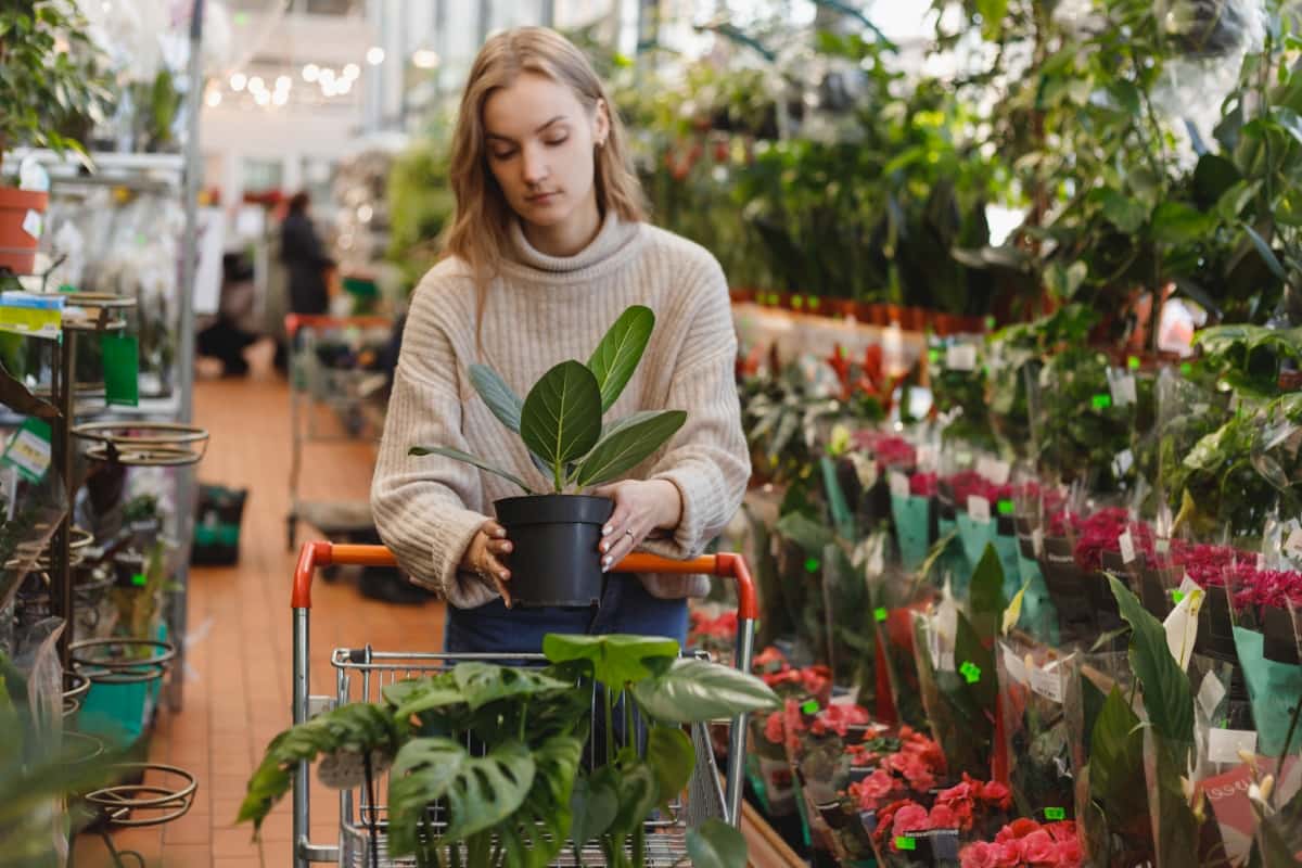Buying Plant