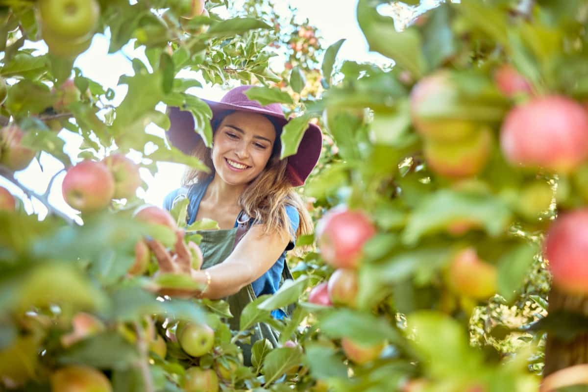 Best Apple Picking Farms in Massachusetts