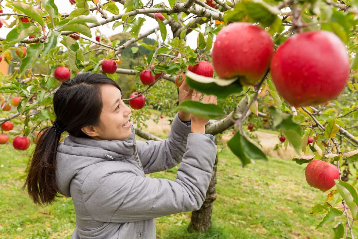 Woman picking apple in farm
