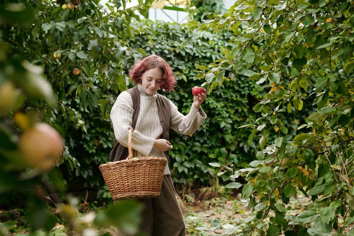 Harvesting apples from the garden