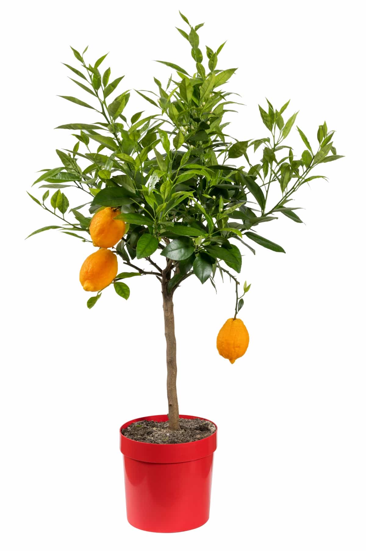 Potted Citrus Plant