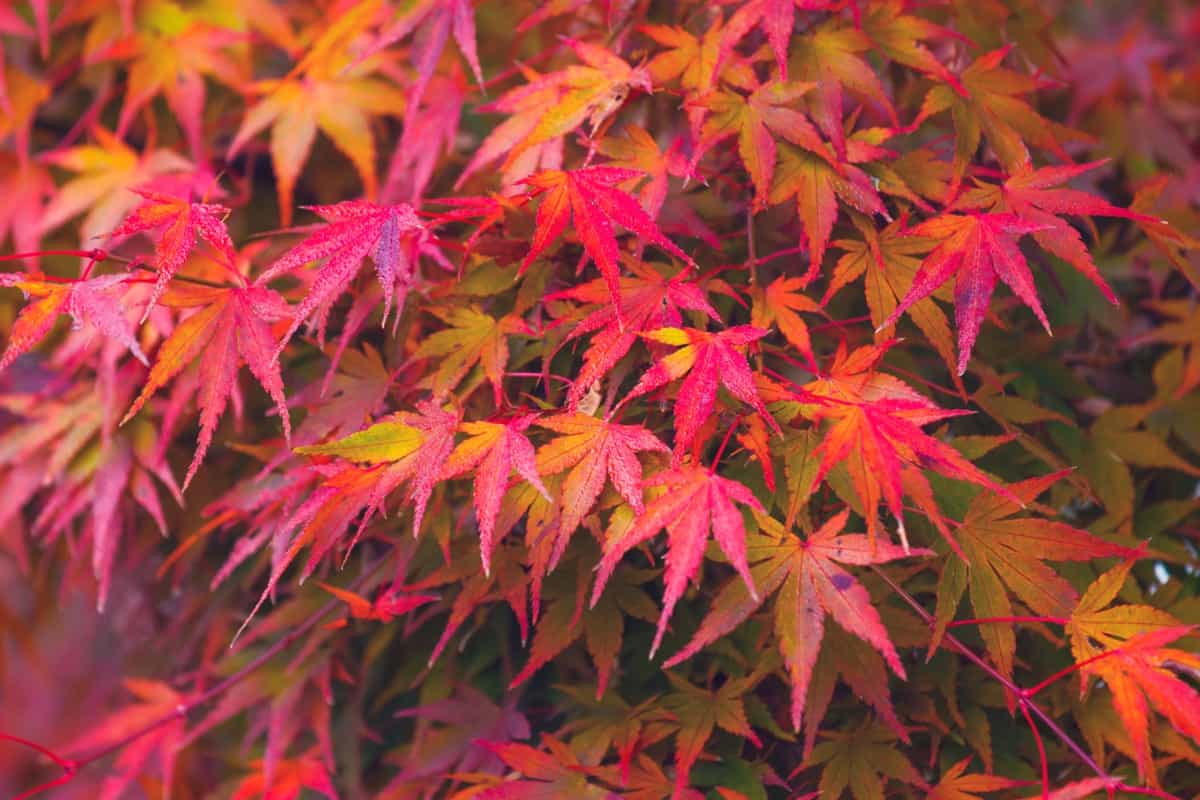 Maple Leaves Pink 