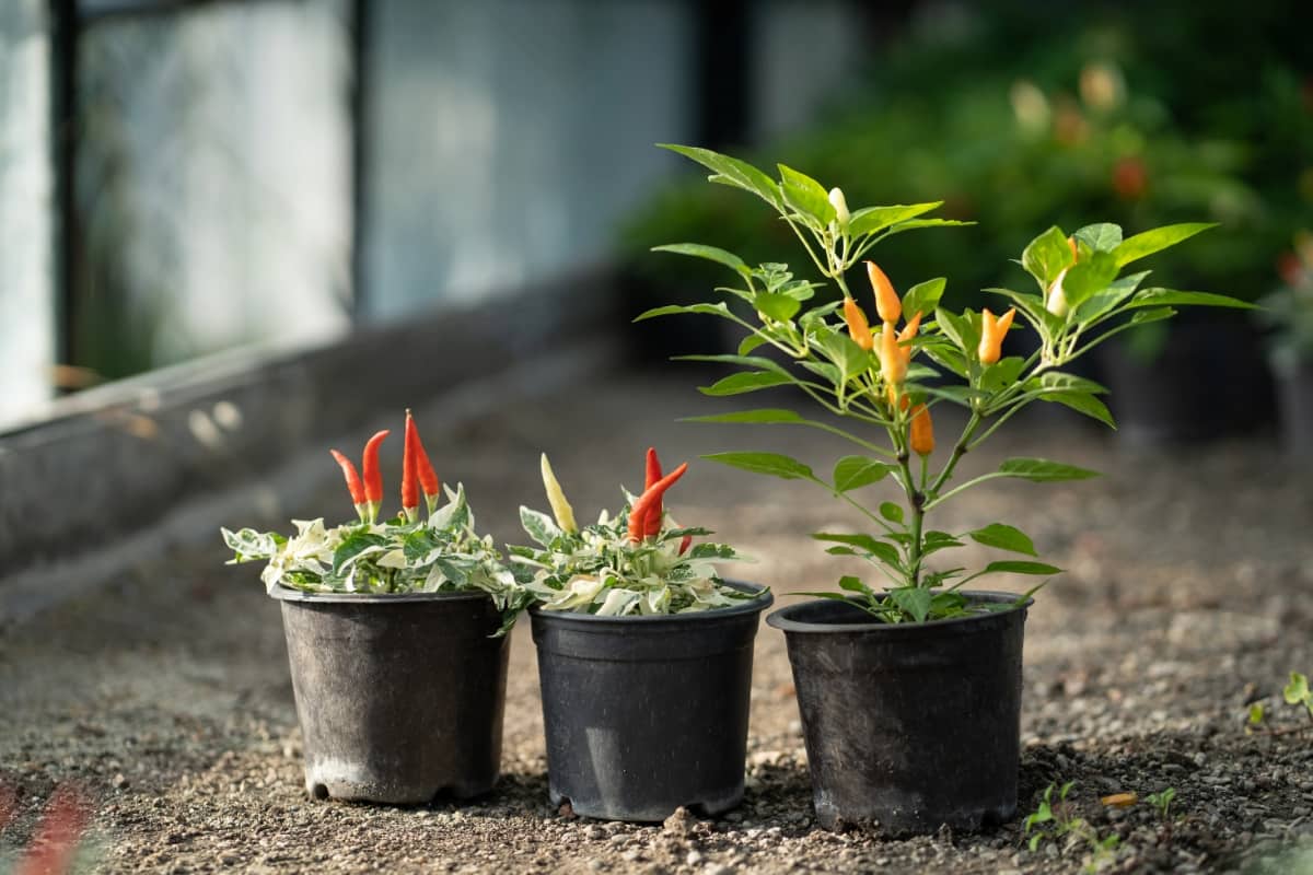 Miniature Paprika Peppers