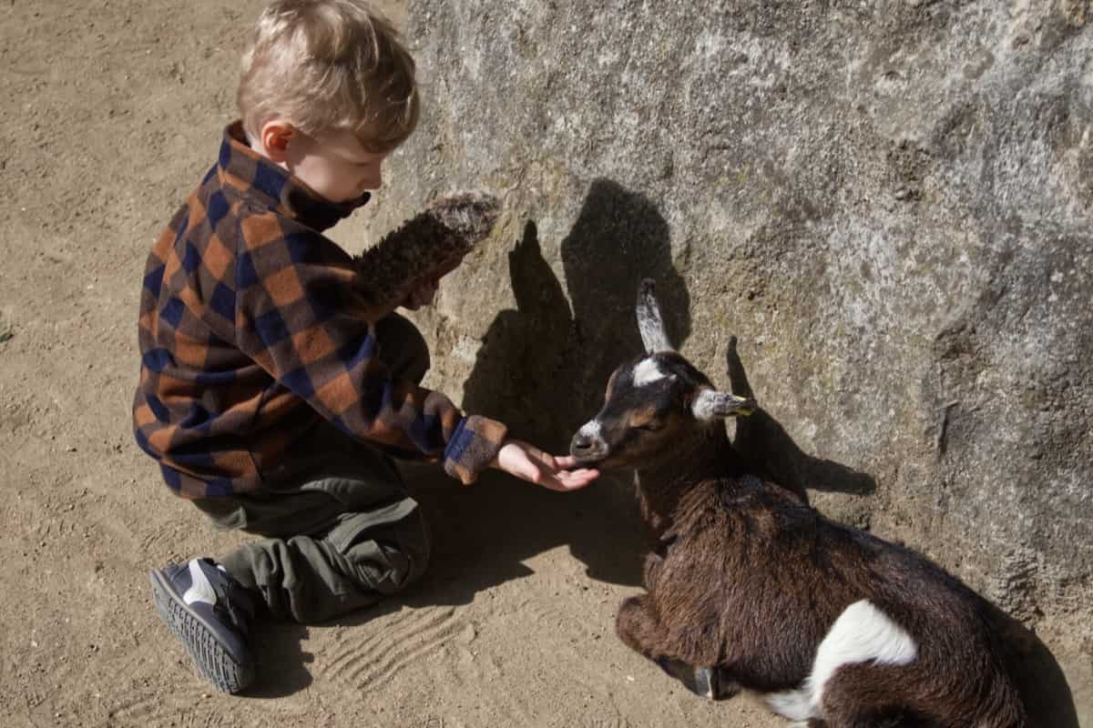 Best Goat Breeds for Pets: Pygmy Goat