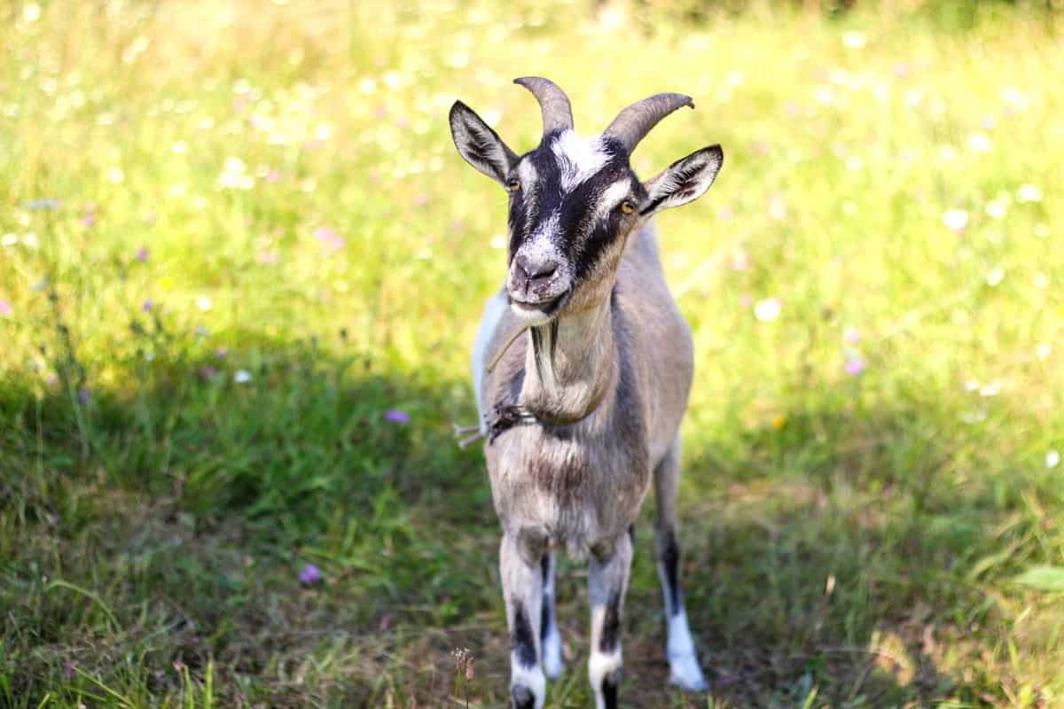 Toggenburg Goat Breed