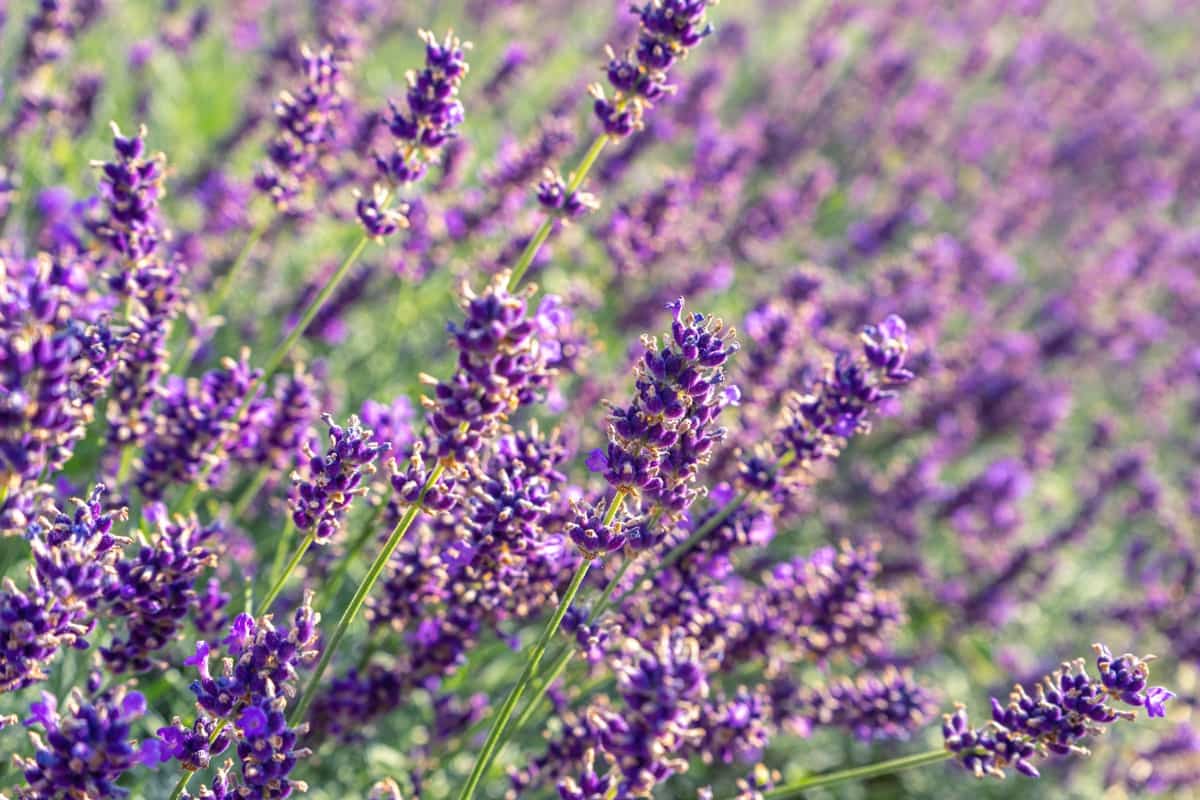 Bushes Of Lavender Flowers