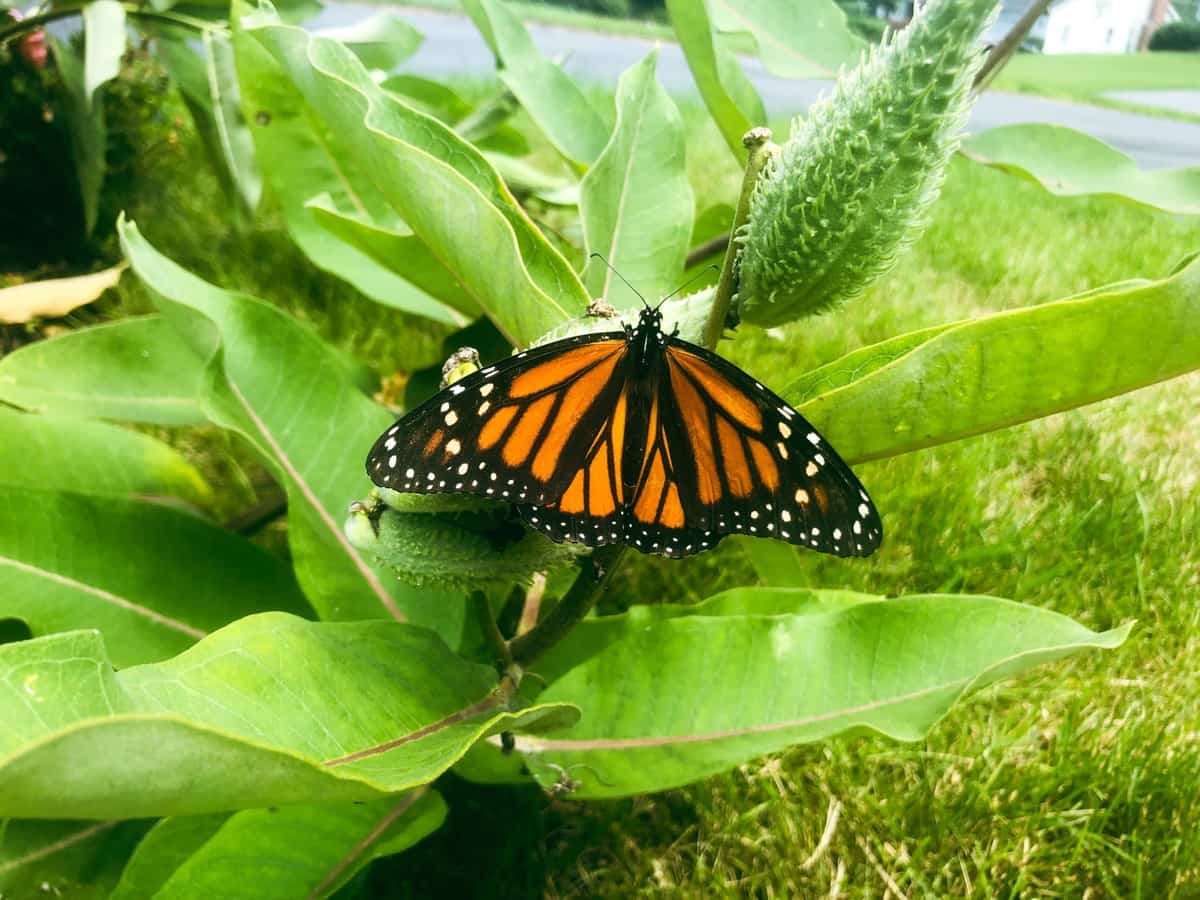 Monarch butterfly in the Garden