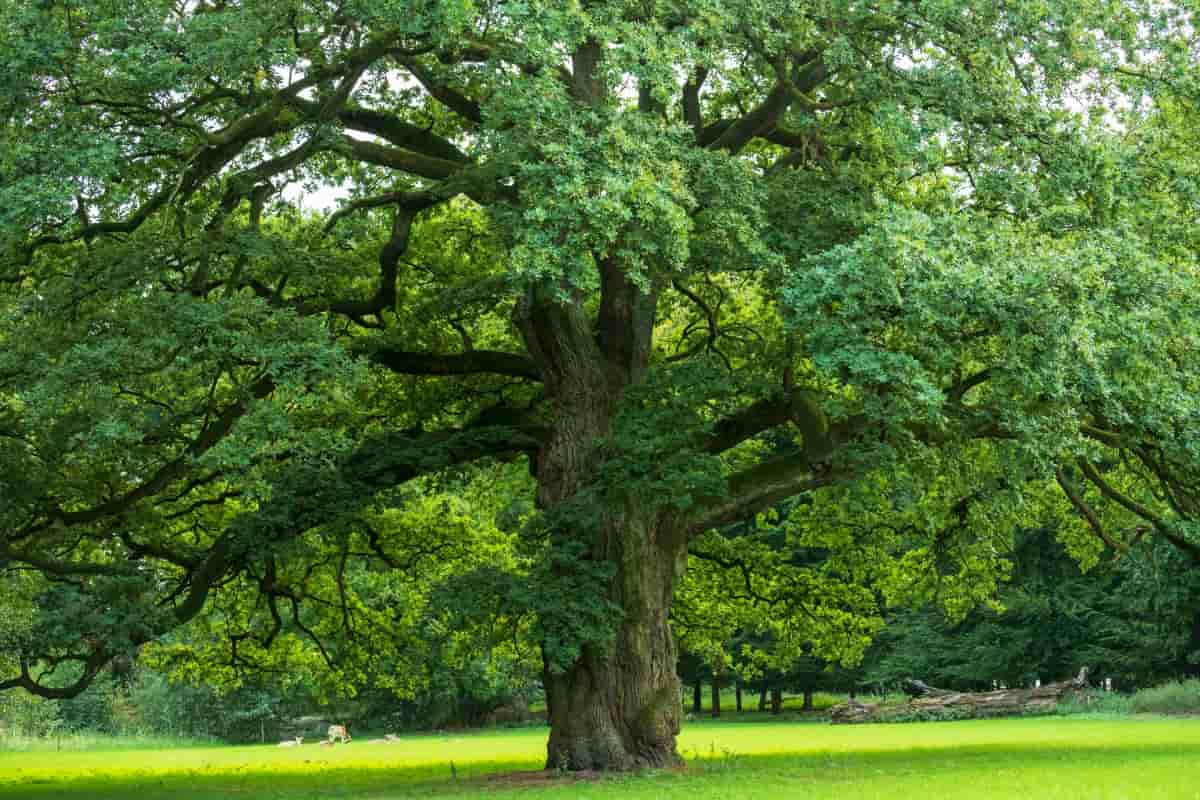 Green Oak
