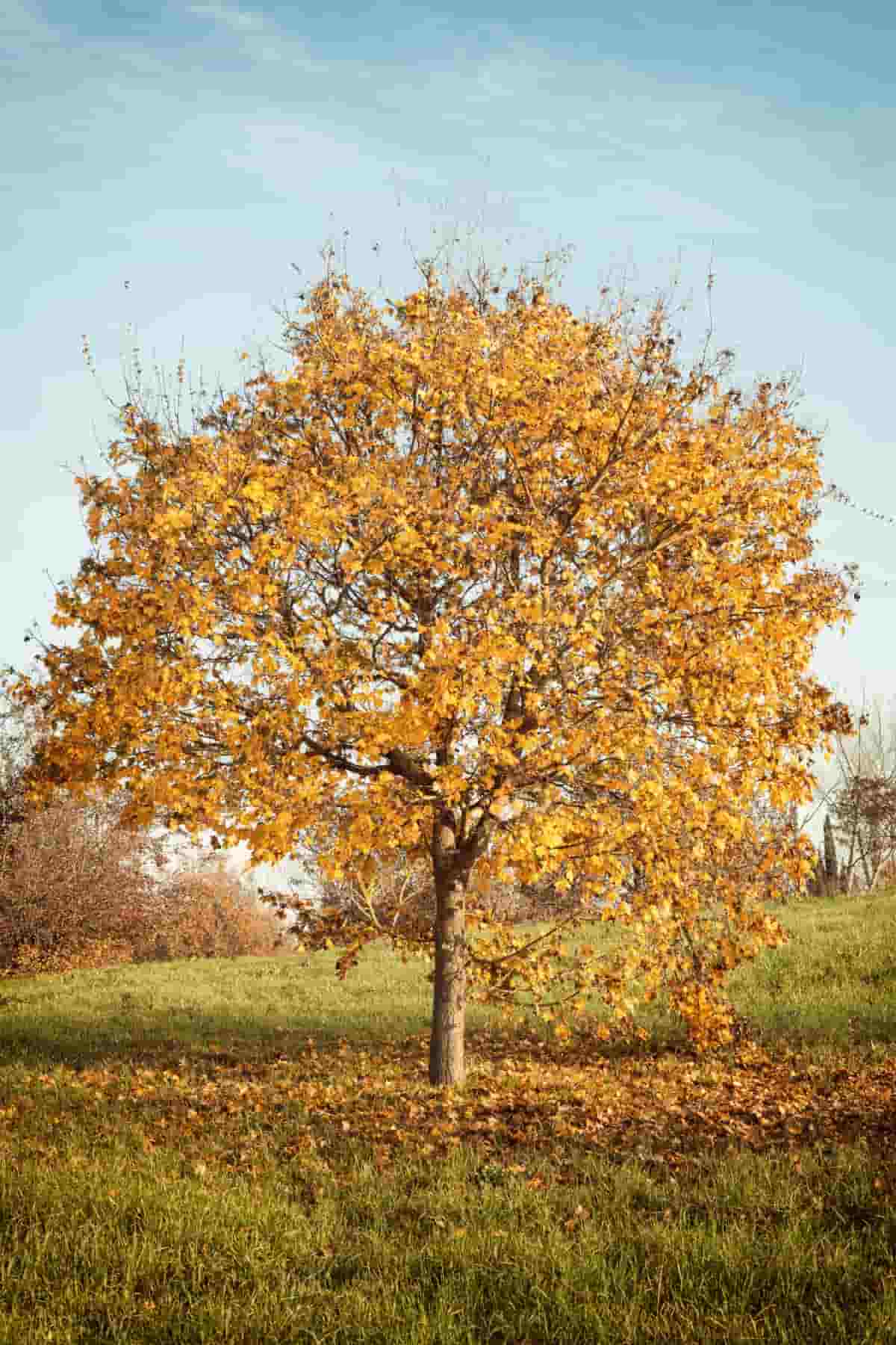 Orange Autumn Oak Tree