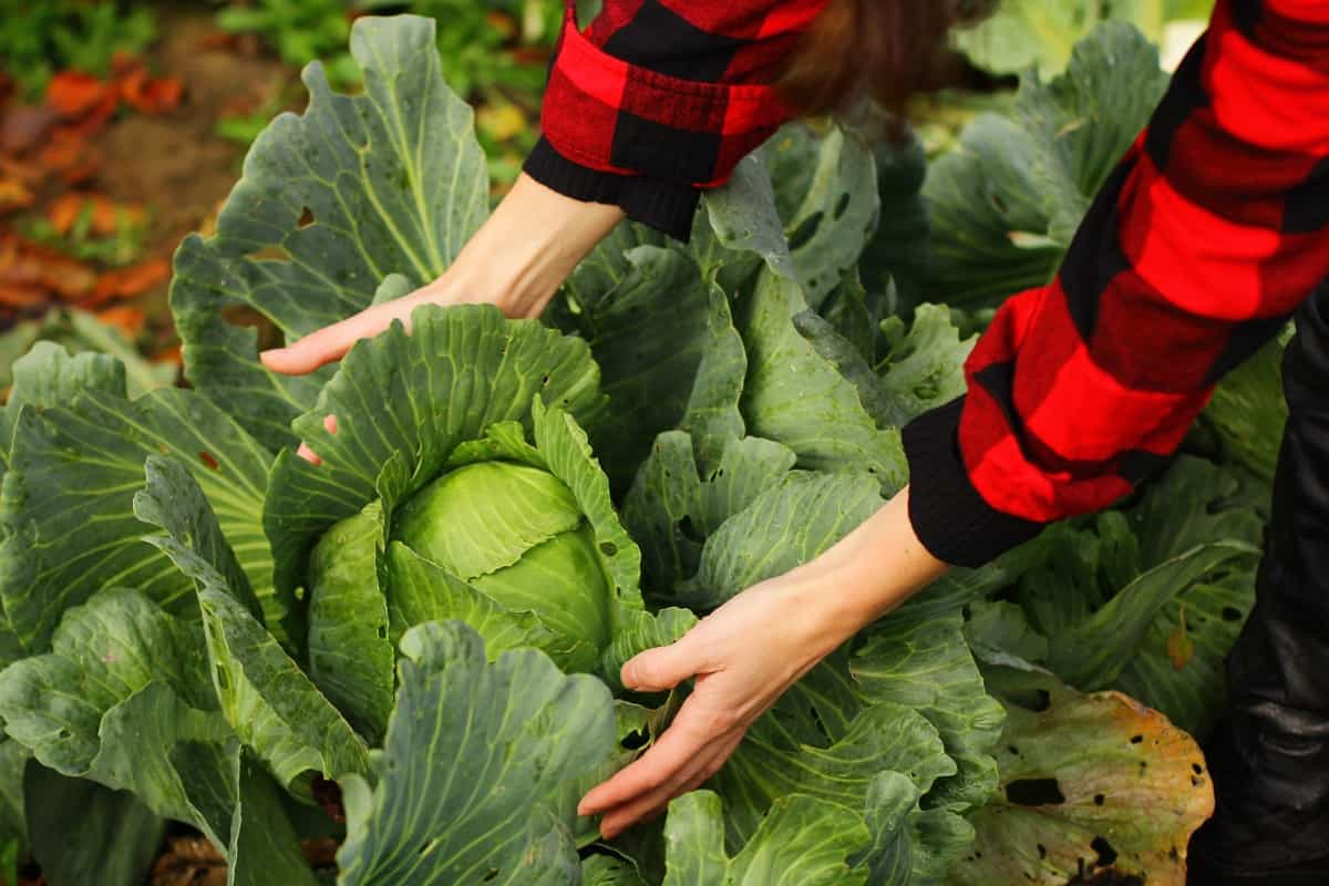Best Vegetables to Grow in Nevada: Cabbage